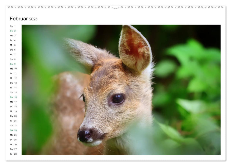 Rehkitze, zierliche Schönheiten mit großen, sanften Augen (CALVENDO Premium Wandkalender 2025)