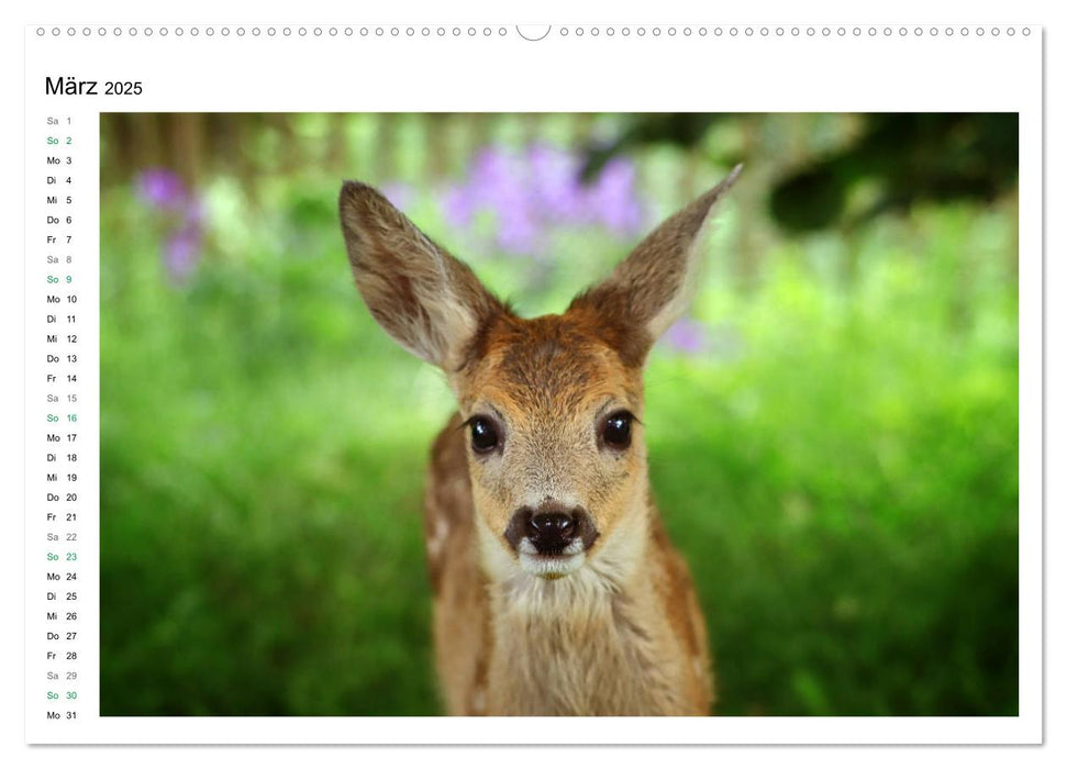 Rehkitze, zierliche Schönheiten mit großen, sanften Augen (CALVENDO Premium Wandkalender 2025)