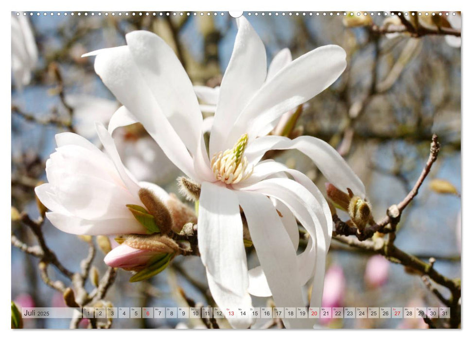 Magnolien Ein Blütenrausch (CALVENDO Premium Wandkalender 2025)