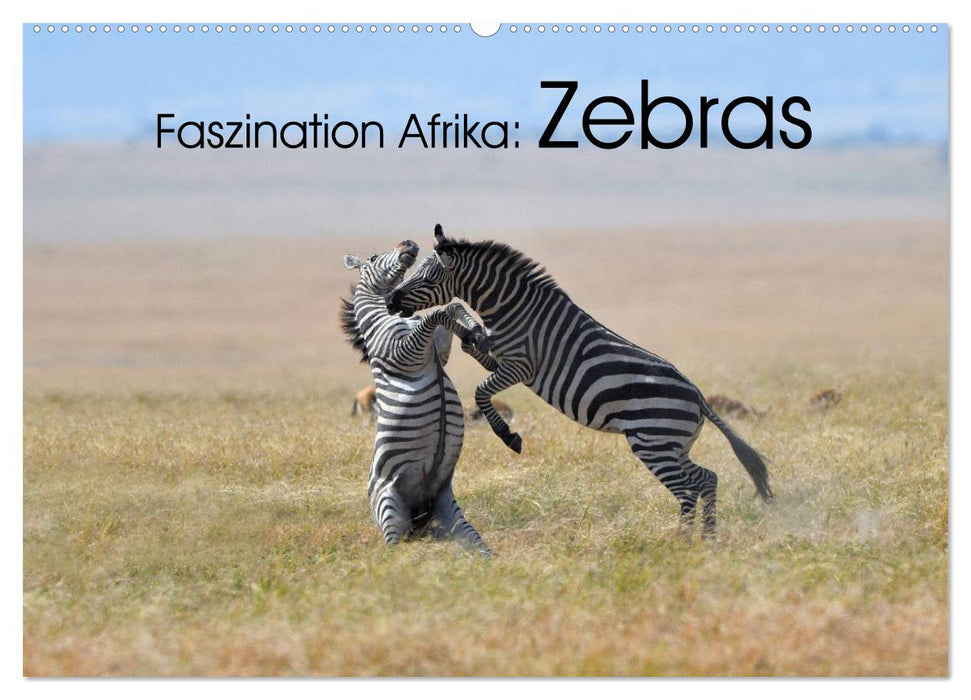 Faszination Afrika: Zebras (CALVENDO Wandkalender 2025)