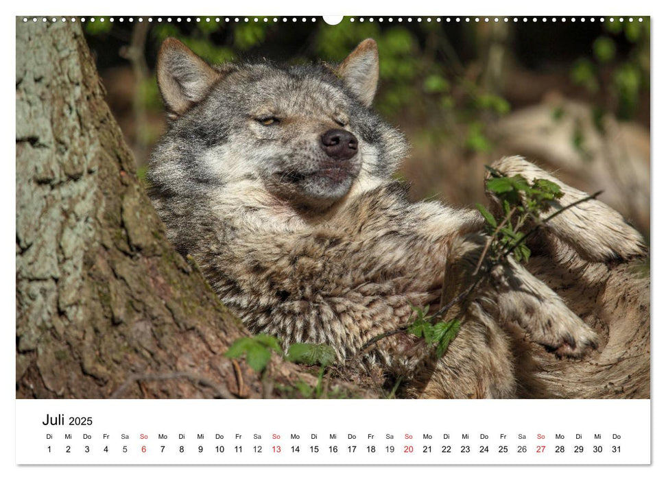 Wilde Tiere unserer Heimat (CALVENDO Premium Wandkalender 2025)