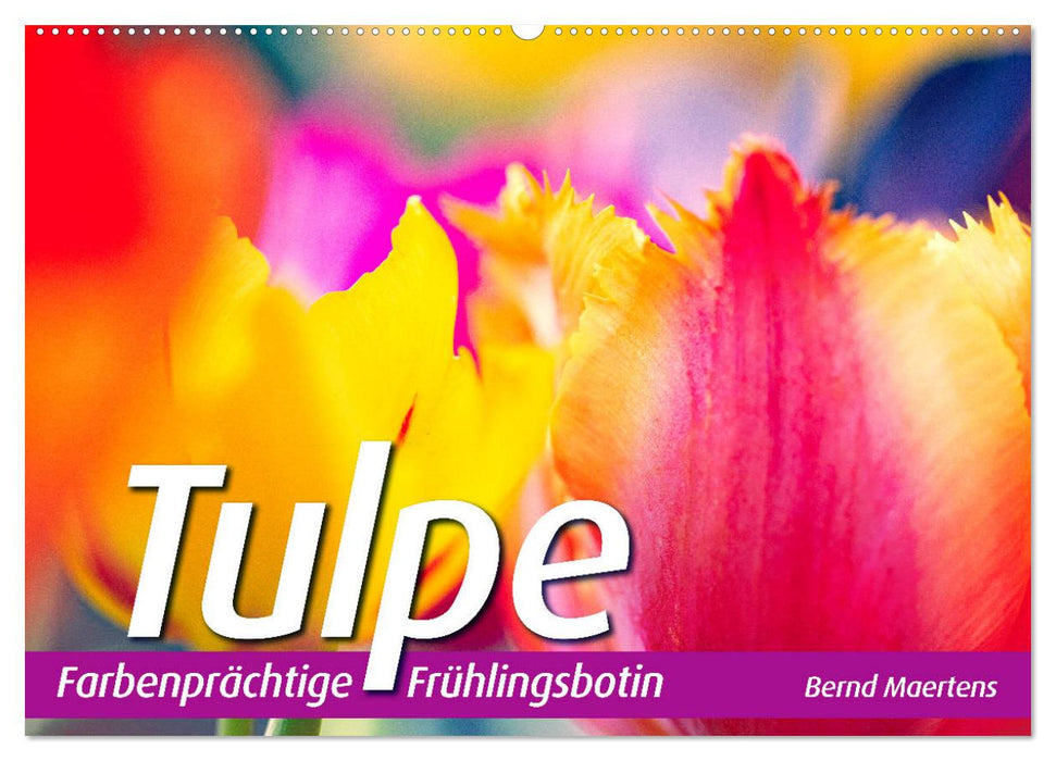 TULPE Farbenprächtige Frühlingsbotin (CALVENDO Wandkalender 2025)