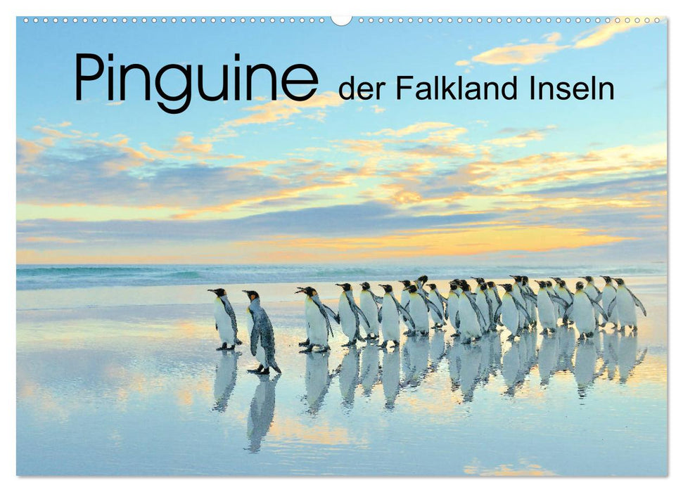 Pinguine der Falkland Inseln (CALVENDO Wandkalender 2025)