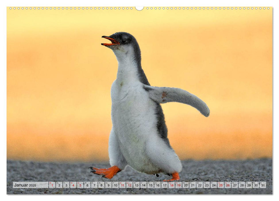 Pinguine der Falkland Inseln (CALVENDO Wandkalender 2025)