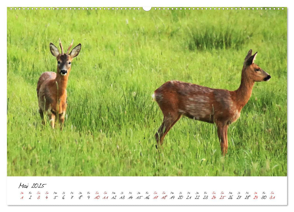 Im Jahreskreis der Wildbahn (CALVENDO Wandkalender 2025)