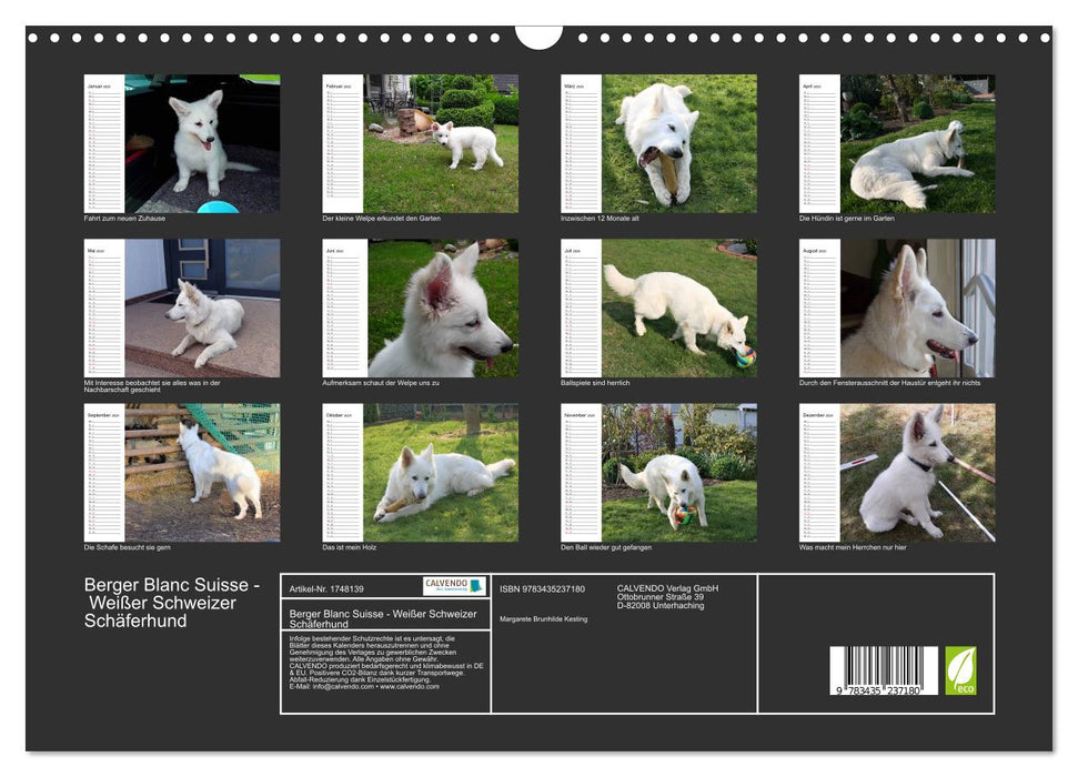 Berger Blanc Suisse - Weißer Schweizer Schäferhund (CALVENDO Wandkalender 2025)