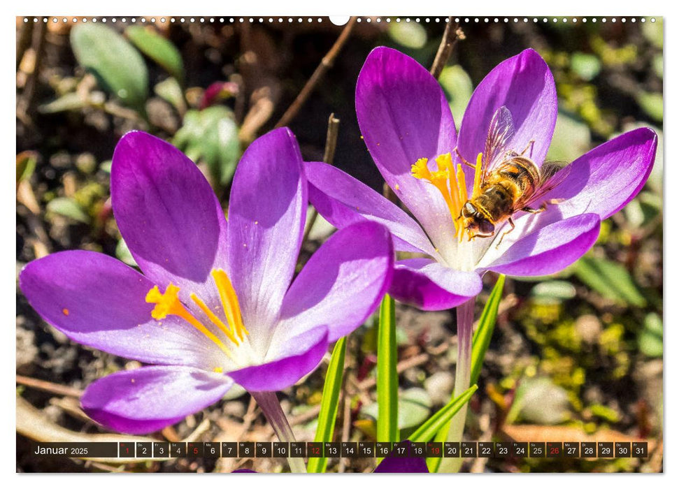 INSEKTEN - Makrofotografie in freier Natur (CALVENDO Premium Wandkalender 2025)