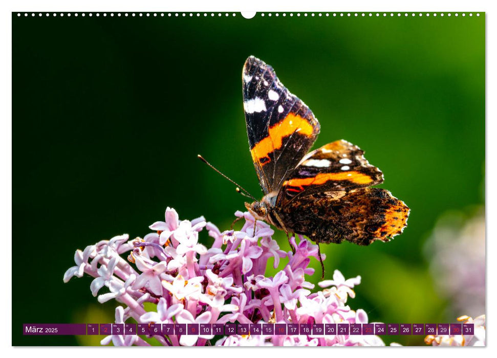 INSEKTEN - Makrofotografie in freier Natur (CALVENDO Premium Wandkalender 2025)