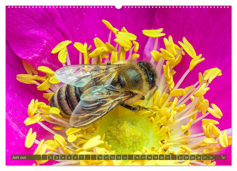 INSEKTEN - Makrofotografie in freier Natur (CALVENDO Premium Wandkalender 2025)