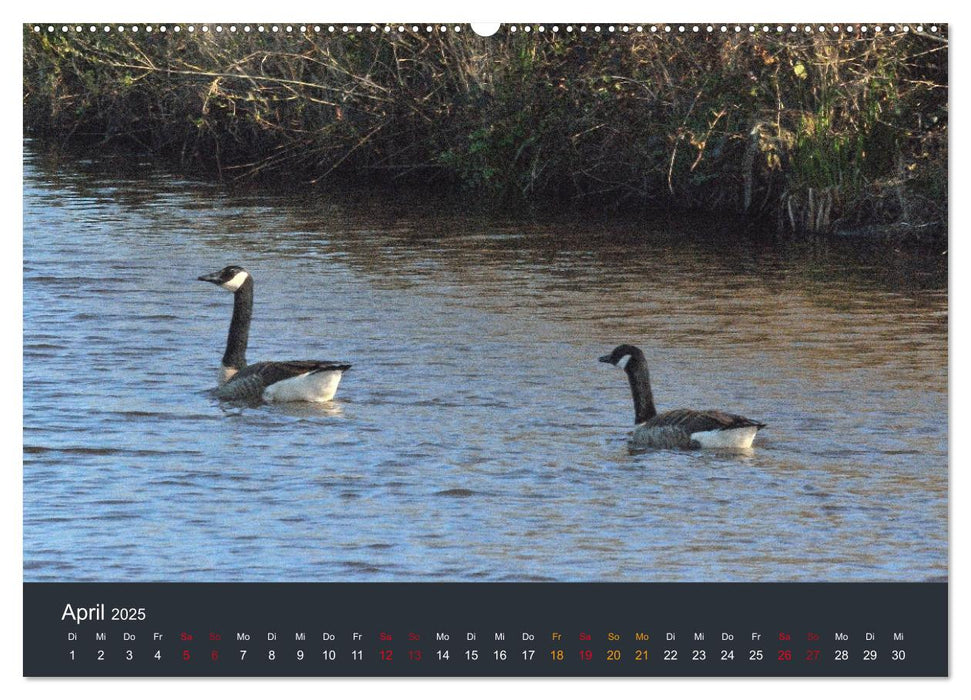 Heimat im Bremer Blockland (CALVENDO Premium Wandkalender 2025)