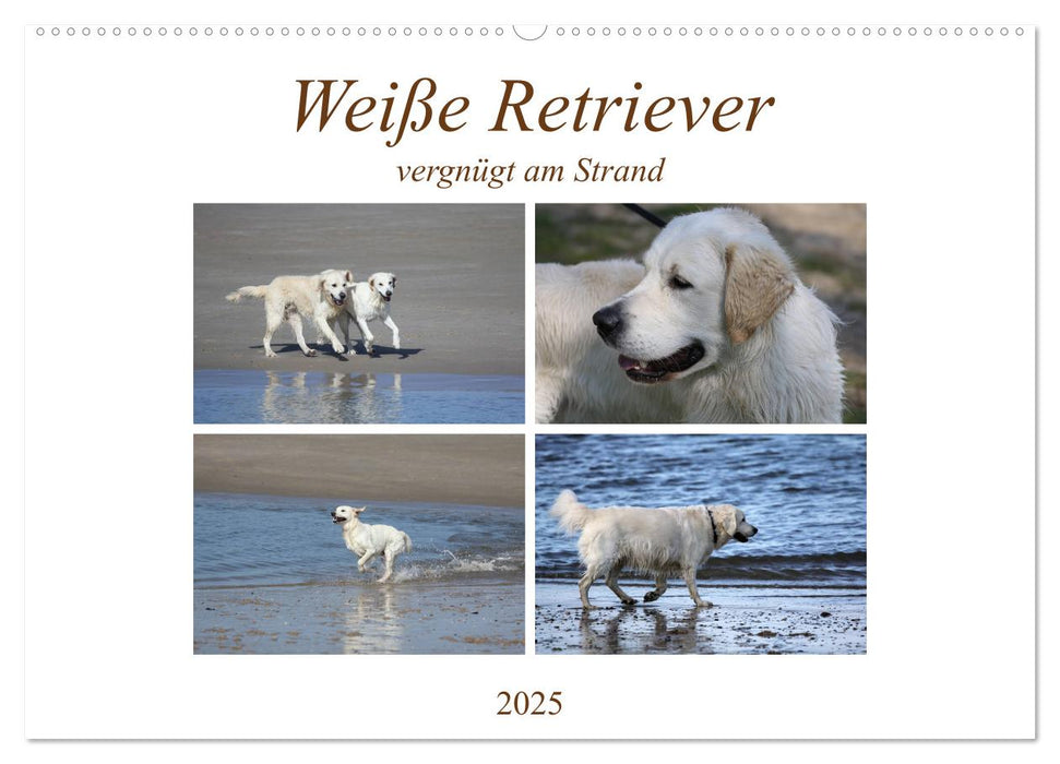 Weiße Retriever vergnügt am Strand (CALVENDO Wandkalender 2025)