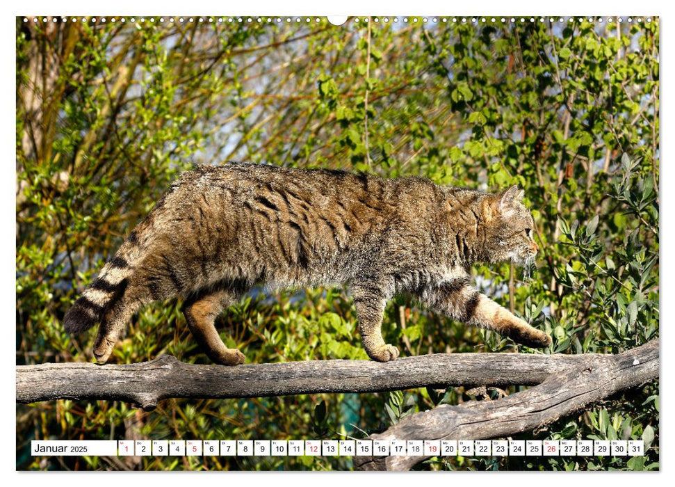 Der kleine Waldtiger (CALVENDO Premium Wandkalender 2025)