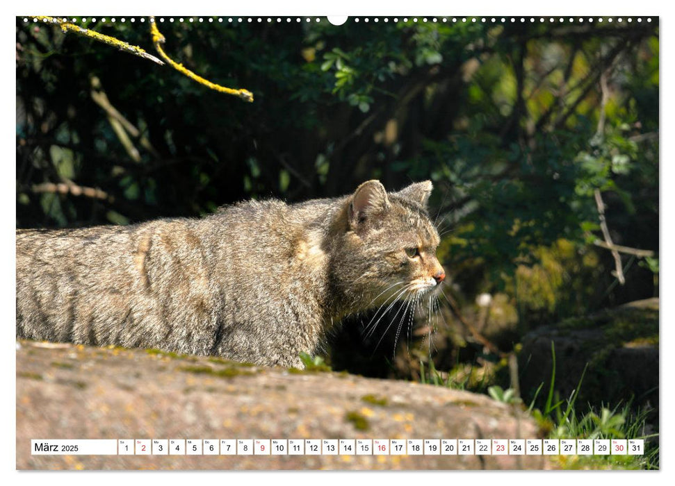 Der kleine Waldtiger (CALVENDO Premium Wandkalender 2025)