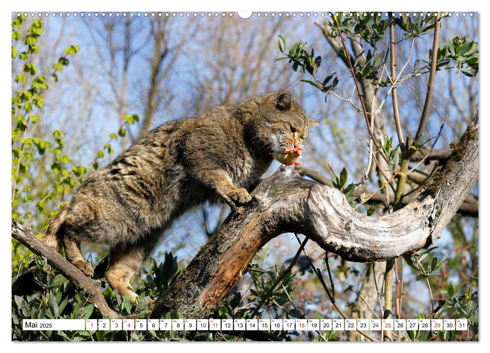 Der kleine Waldtiger (CALVENDO Premium Wandkalender 2025)