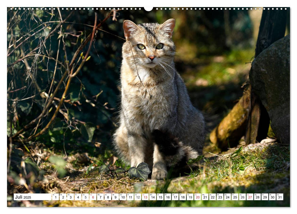 Der kleine Waldtiger (CALVENDO Premium Wandkalender 2025)