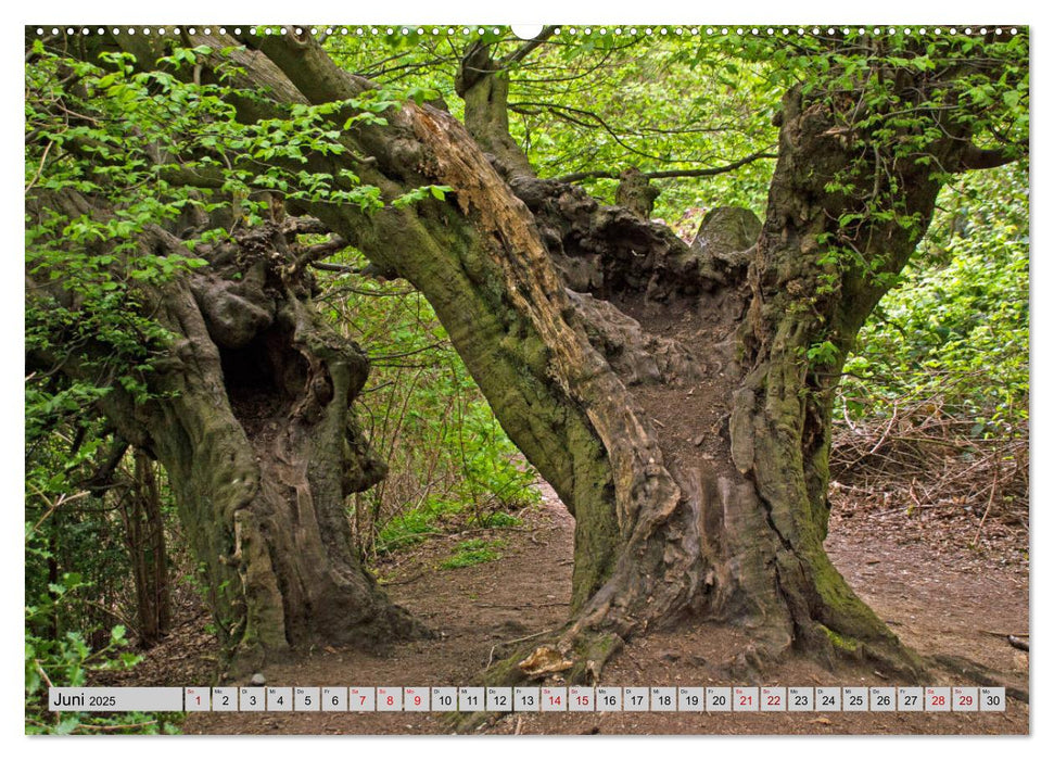 Aachener Spaziergänge durch Wald und Flur (CALVENDO Premium Wandkalender 2025)