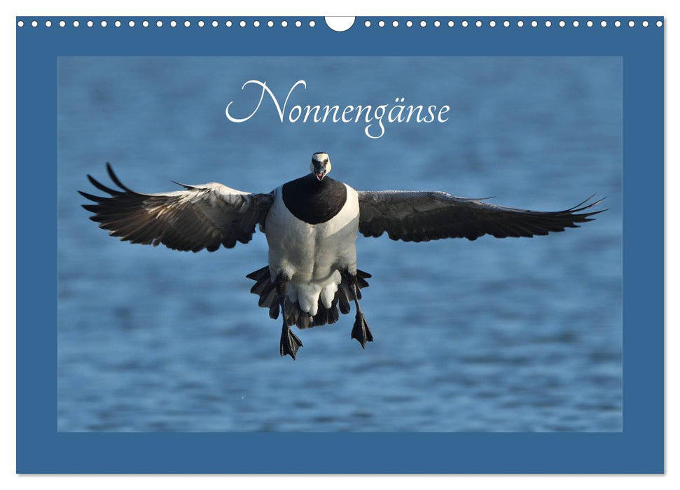 Nonnengänse (CALVENDO Wandkalender 2025)