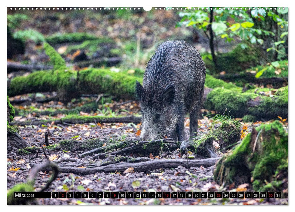 Arnsberger Wald (CALVENDO Premium Wandkalender 2025)