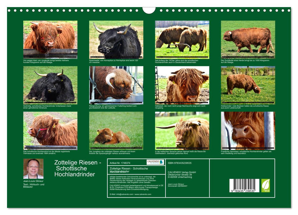 Zottelige Riesen - Schottische Hochlandrinder (CALVENDO Wandkalender 2025)