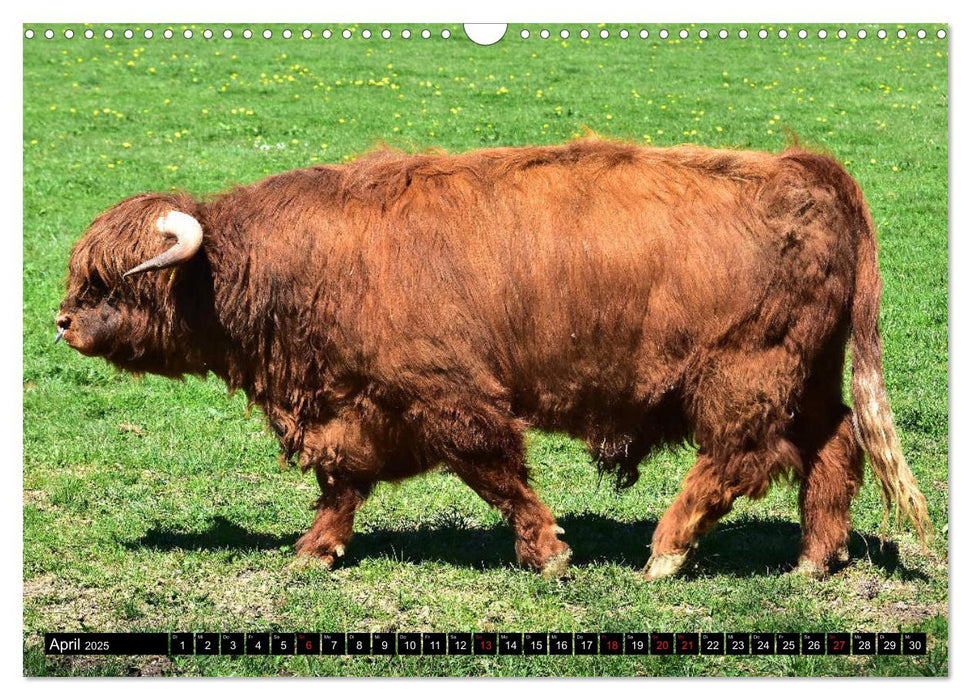 Zottelige Riesen - Schottische Hochlandrinder (CALVENDO Wandkalender 2025)