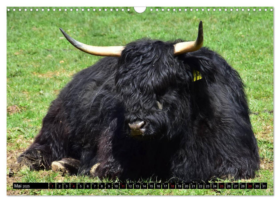 Zottelige Riesen - Schottische Hochlandrinder (CALVENDO Wandkalender 2025)
