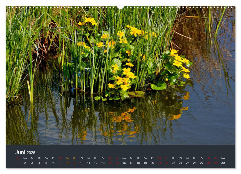 Heimat im Bremer Blockland (CALVENDO Wandkalender 2025)