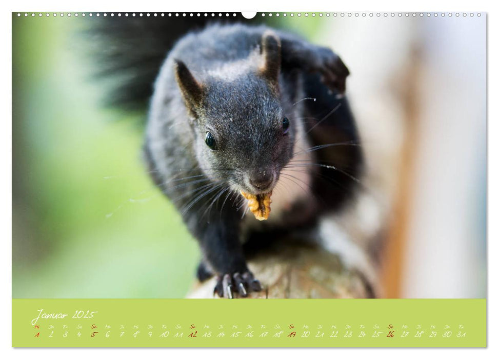 Eichhörnchen - die kleinen Nussknacker (CALVENDO Premium Wandkalender 2025)