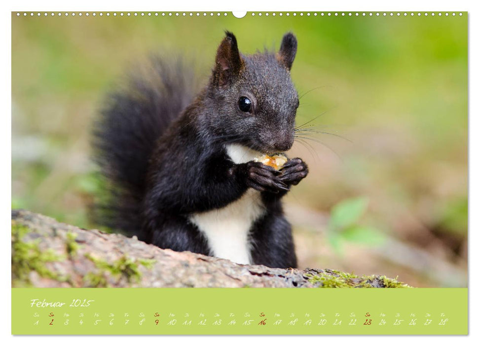 Eichhörnchen - die kleinen Nussknacker (CALVENDO Premium Wandkalender 2025)