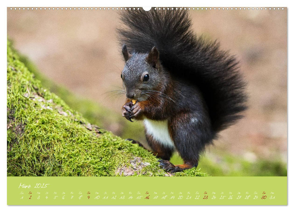 Eichhörnchen - die kleinen Nussknacker (CALVENDO Premium Wandkalender 2025)