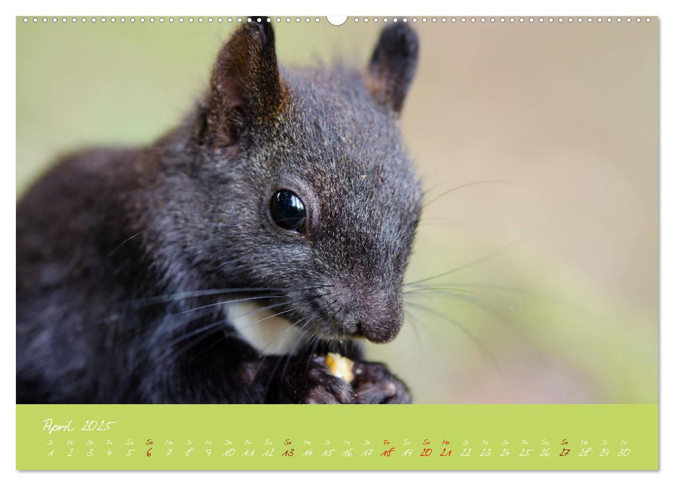 Eichhörnchen - die kleinen Nussknacker (CALVENDO Premium Wandkalender 2025)