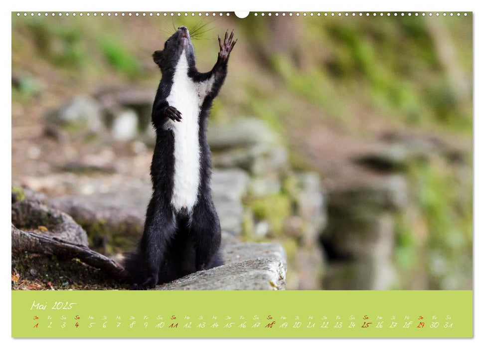 Eichhörnchen - die kleinen Nussknacker (CALVENDO Premium Wandkalender 2025)