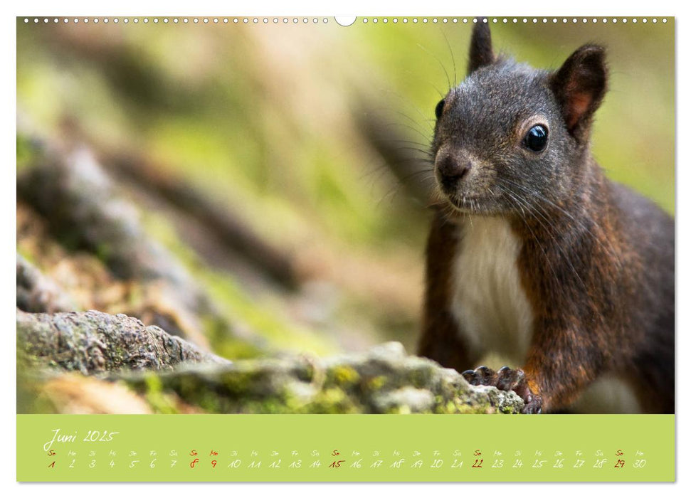 Eichhörnchen - die kleinen Nussknacker (CALVENDO Premium Wandkalender 2025)