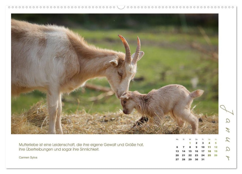 Mutterliebe - Ziegen mit ihren süßen Lämmern (CALVENDO Wandkalender 2025)