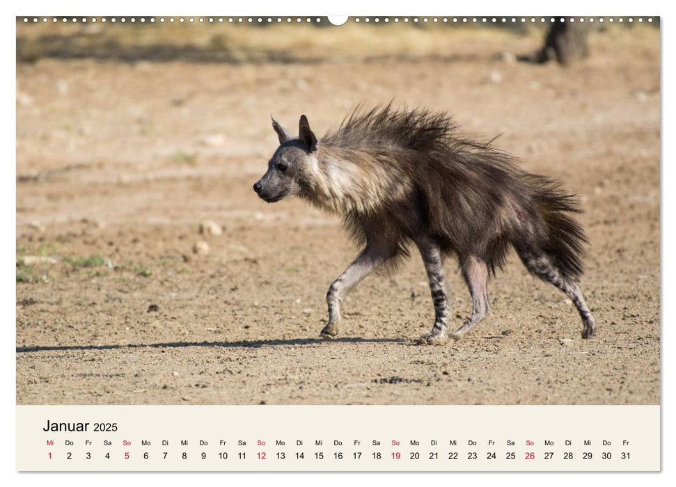 Kalahari - Tierreichtum im Kgalagadi Transfrontier Park, Südafrika (CALVENDO Premium Wandkalender 2025)