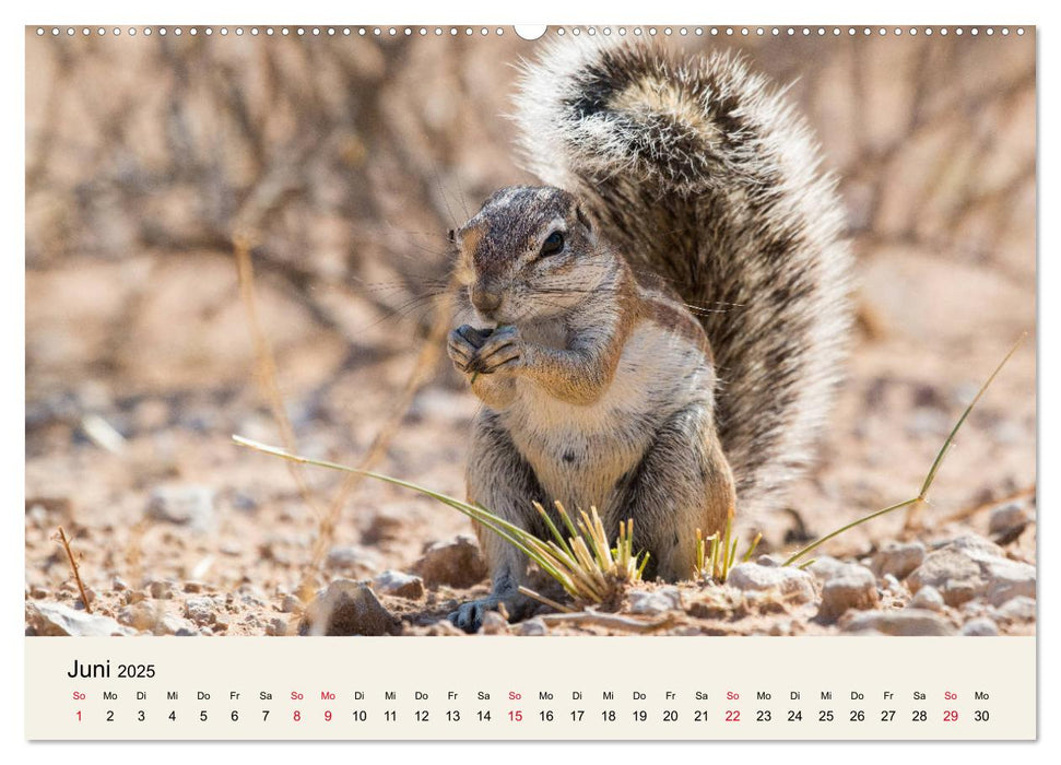 Kalahari - Tierreichtum im Kgalagadi Transfrontier Park, Südafrika (CALVENDO Premium Wandkalender 2025)