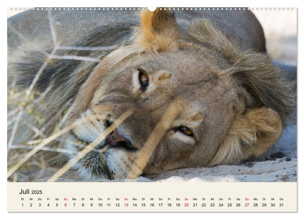 Kalahari - Tierreichtum im Kgalagadi Transfrontier Park, Südafrika (CALVENDO Premium Wandkalender 2025)