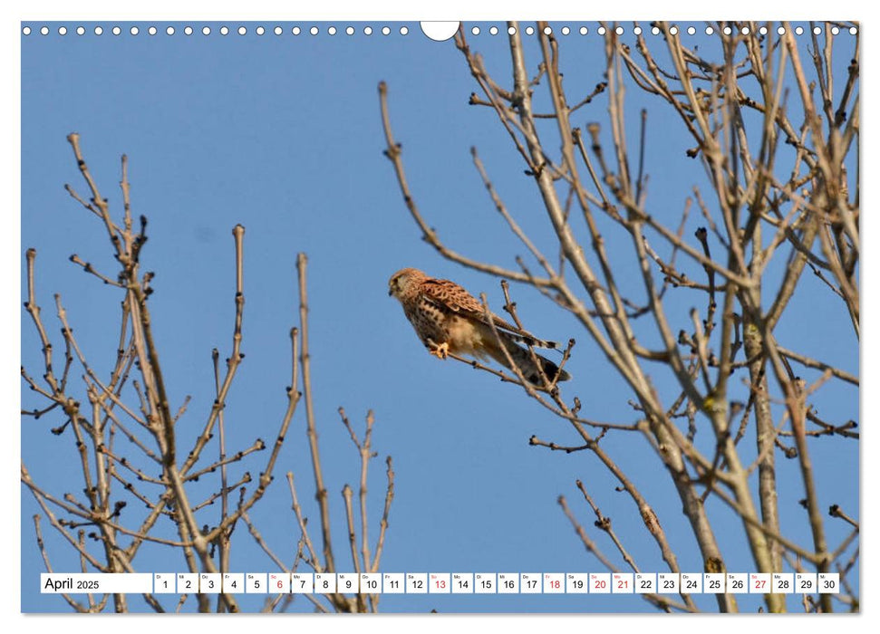 Zauberhaftes Mangfalltal (CALVENDO Wandkalender 2025)