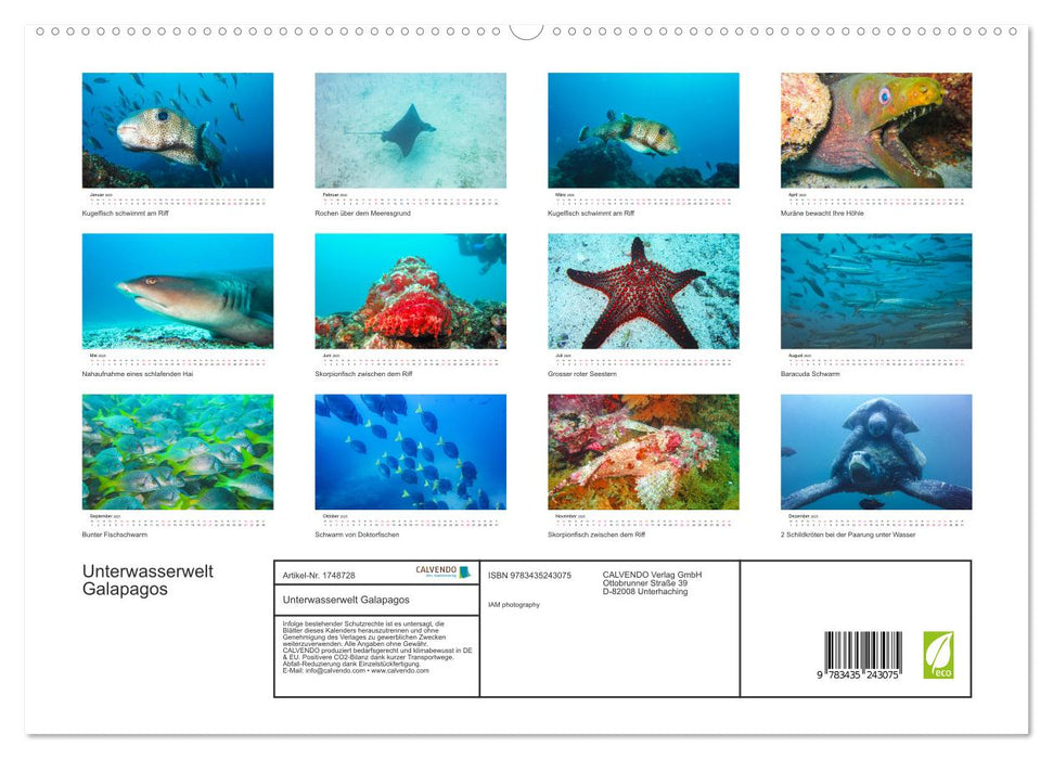 Unterwasserwelt Galapagos (CALVENDO Premium Wandkalender 2025)