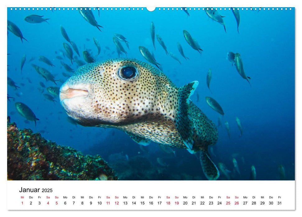 Unterwasserwelt Galapagos (CALVENDO Premium Wandkalender 2025)