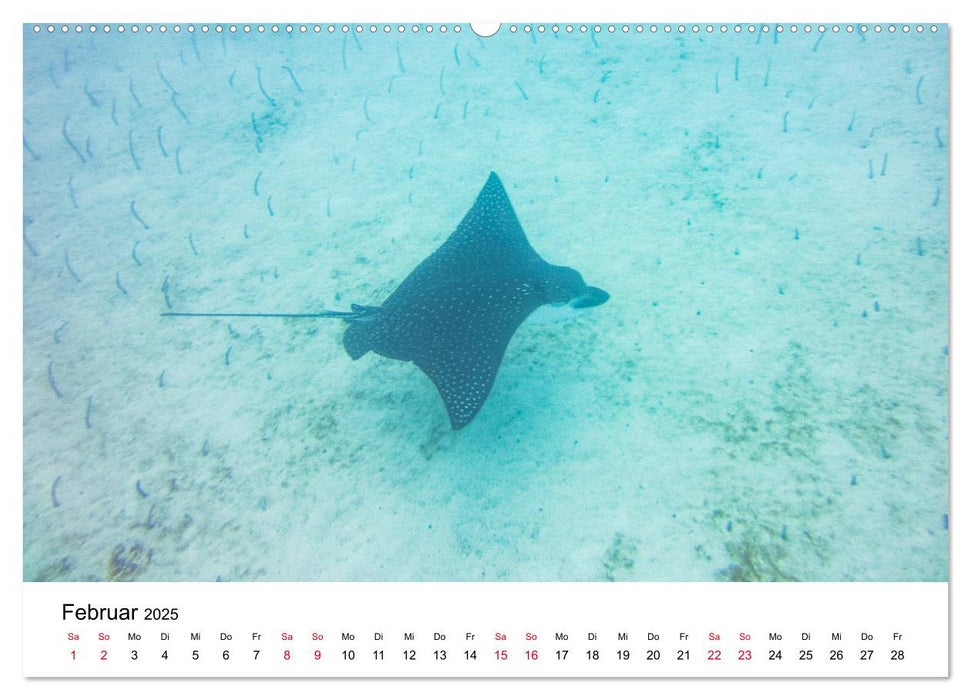 Unterwasserwelt Galapagos (CALVENDO Premium Wandkalender 2025)