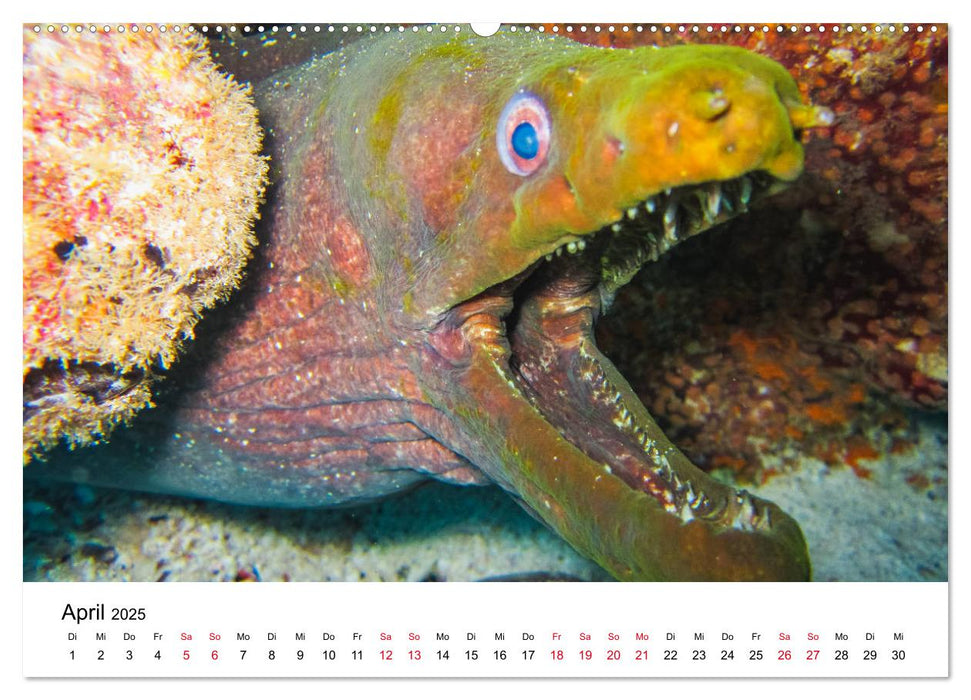 Unterwasserwelt Galapagos (CALVENDO Premium Wandkalender 2025)