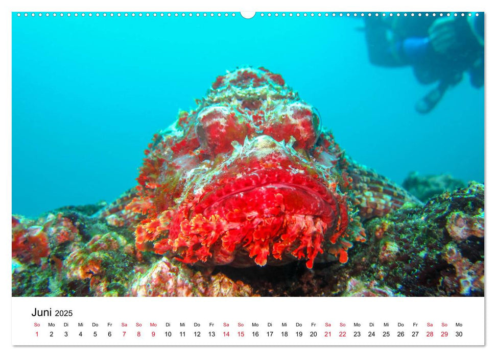 Unterwasserwelt Galapagos (CALVENDO Premium Wandkalender 2025)