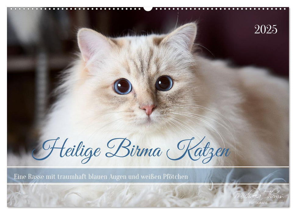 Heilige Birma Katzen mit traumhaft blauen Augen und weißen Pfötchen (CALVENDO Wandkalender 2025)