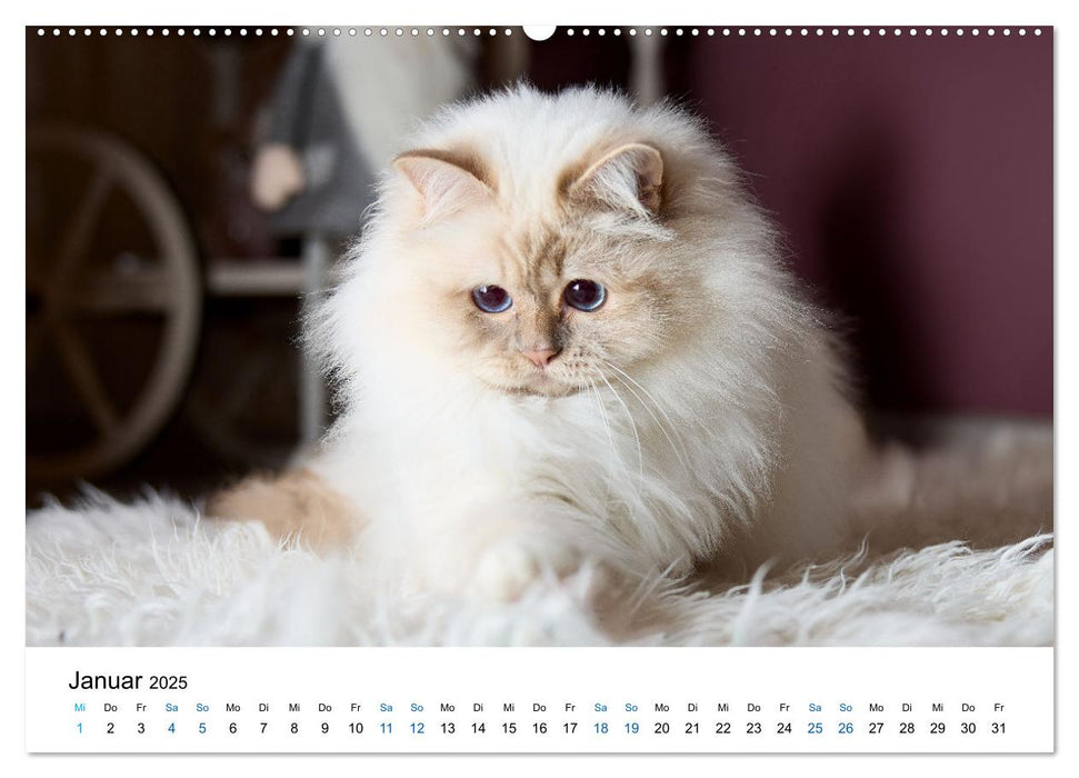 Heilige Birma Katzen mit traumhaft blauen Augen und weißen Pfötchen (CALVENDO Wandkalender 2025)