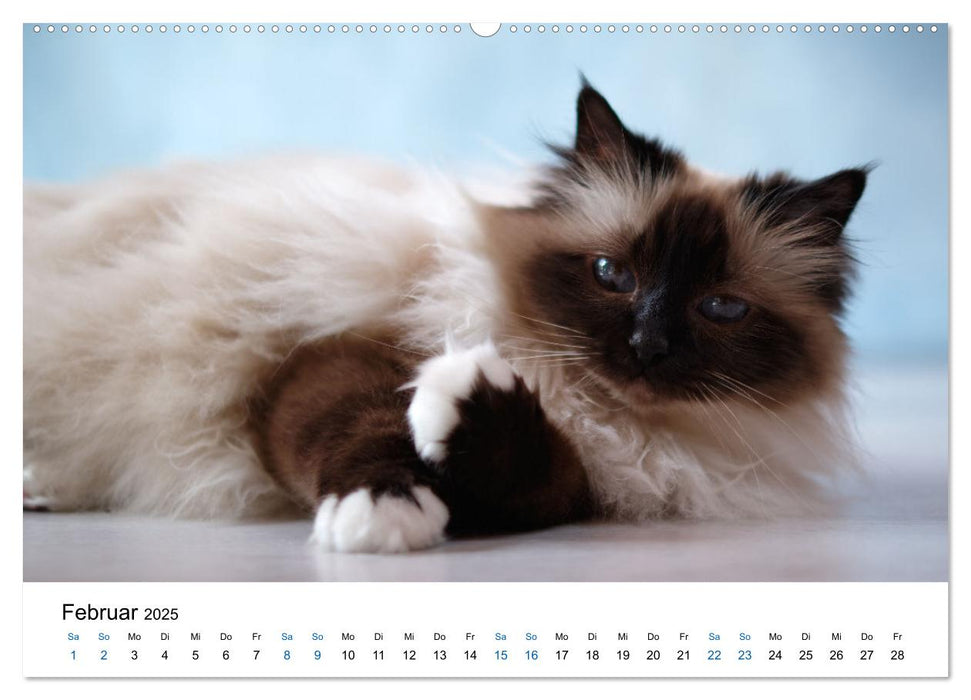 Heilige Birma Katzen mit traumhaft blauen Augen und weißen Pfötchen (CALVENDO Wandkalender 2025)