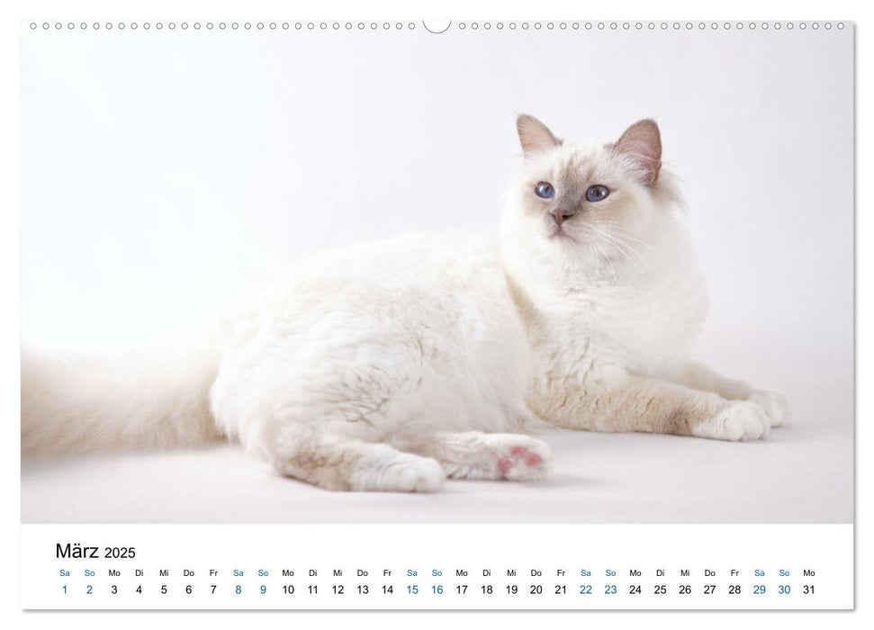 Heilige Birma Katzen mit traumhaft blauen Augen und weißen Pfötchen (CALVENDO Wandkalender 2025)