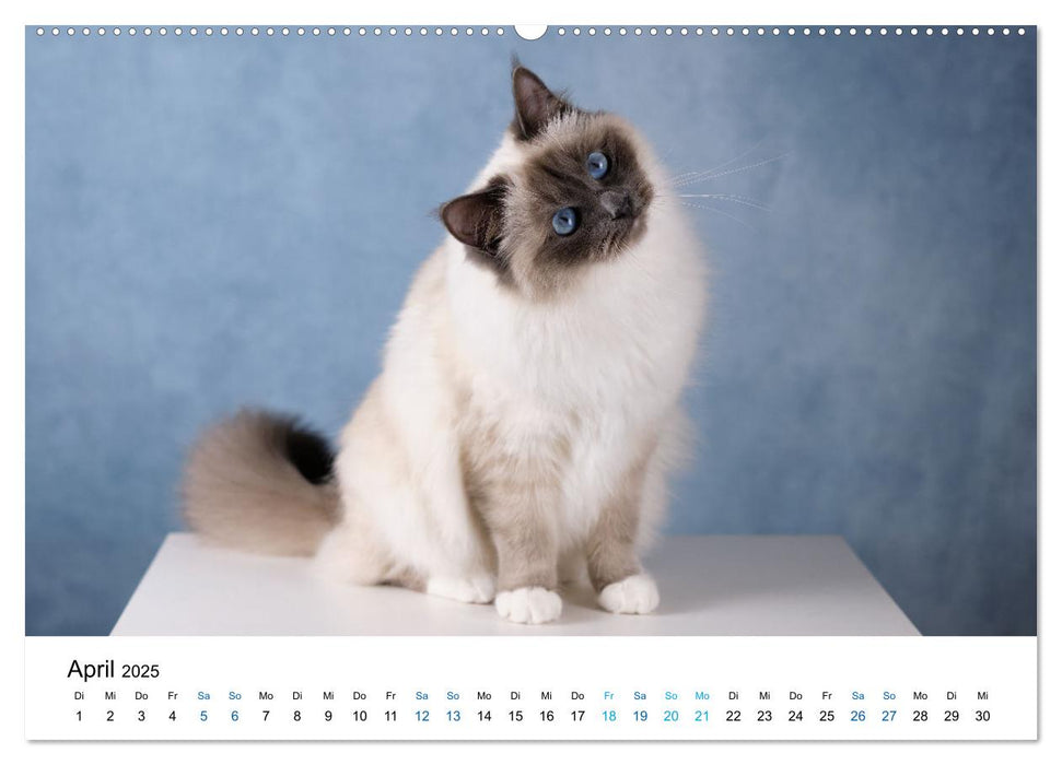 Heilige Birma Katzen mit traumhaft blauen Augen und weißen Pfötchen (CALVENDO Wandkalender 2025)