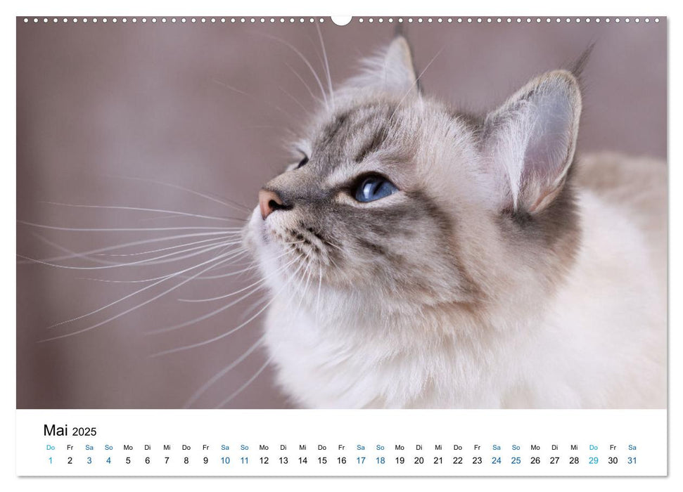 Heilige Birma Katzen mit traumhaft blauen Augen und weißen Pfötchen (CALVENDO Wandkalender 2025)