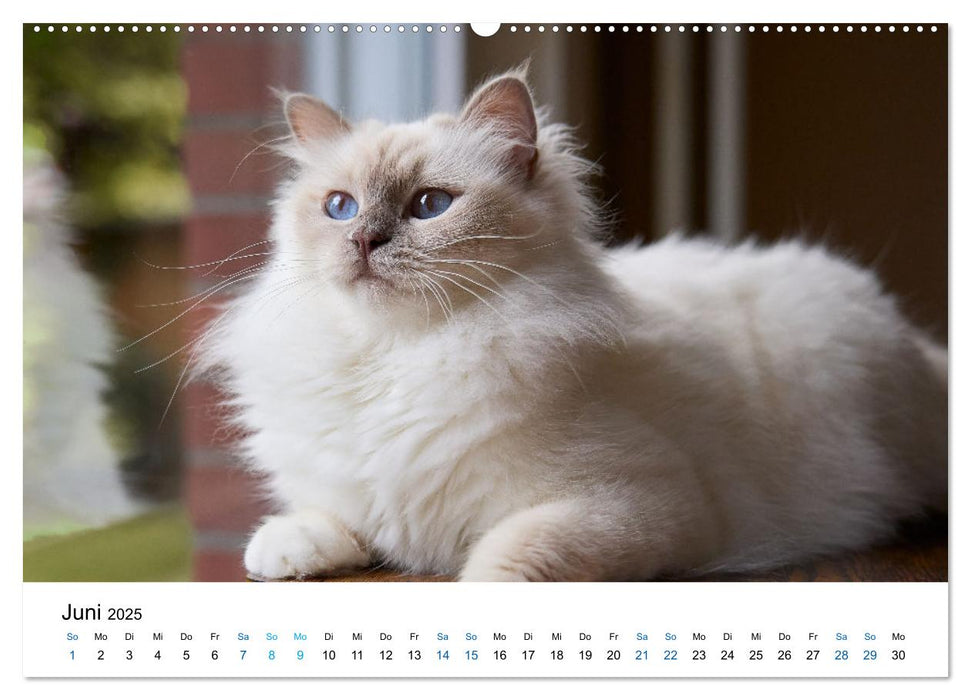 Heilige Birma Katzen mit traumhaft blauen Augen und weißen Pfötchen (CALVENDO Wandkalender 2025)