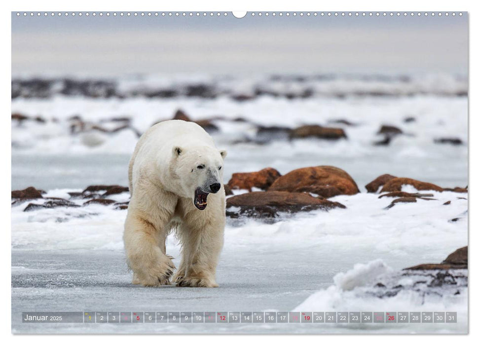 AN DER HUDSON BAY (CALVENDO Premium Wandkalender 2025)